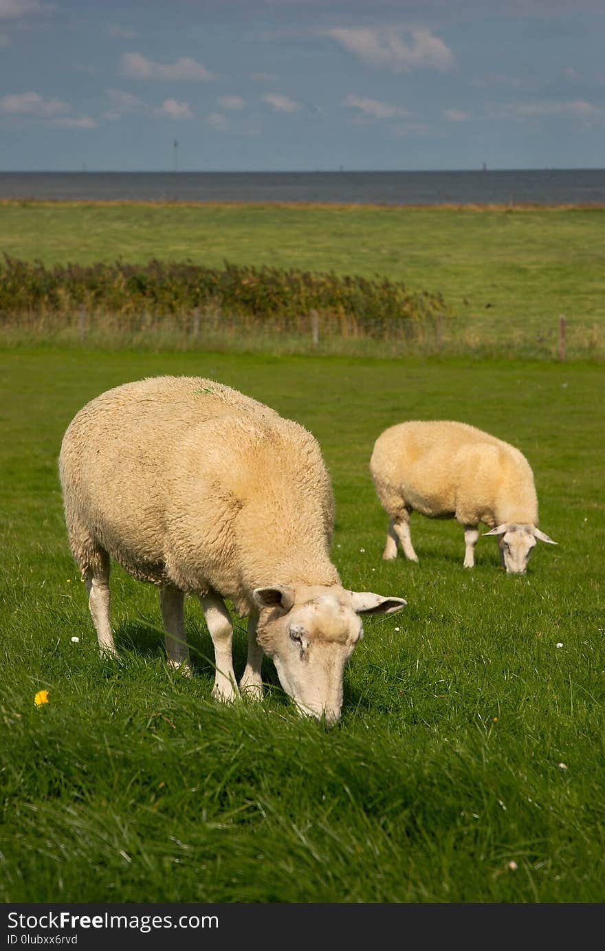 Grassland, Pasture, Grazing, Ecosystem