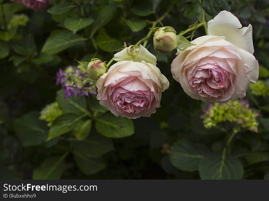 Flower, Rose, Rose Family, Plant