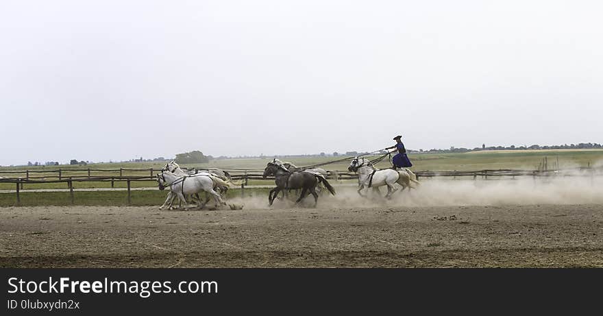 Grassland, Field, Herd, Pack Animal