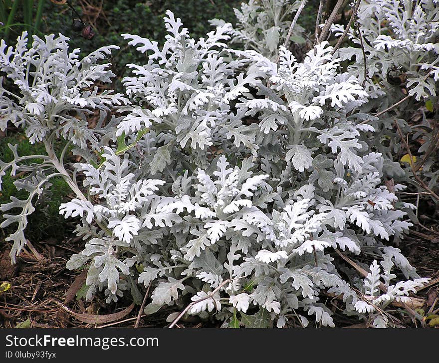 Plant, Tree, Subshrub, Frost