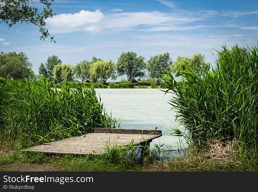 Vegetation, Nature Reserve, Water, Wetland