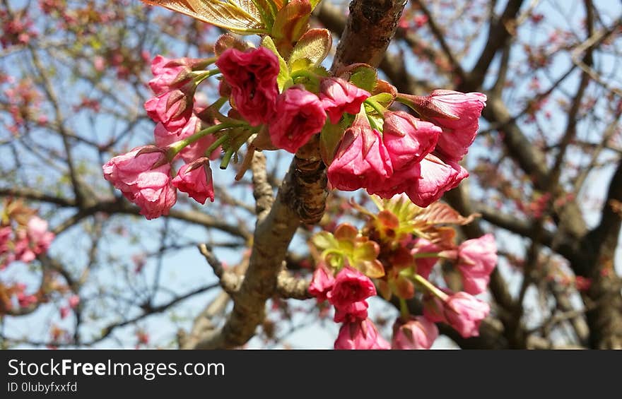 Branch, Blossom, Spring, Pink