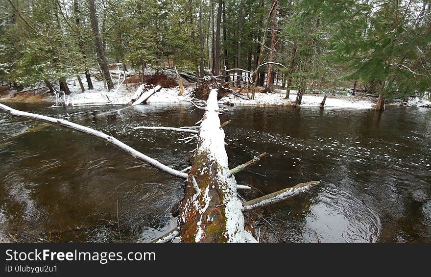 Water, Swamp, Wetland, Bayou