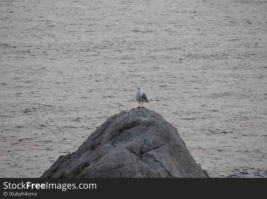 Sea, Water, Bird, Seabird