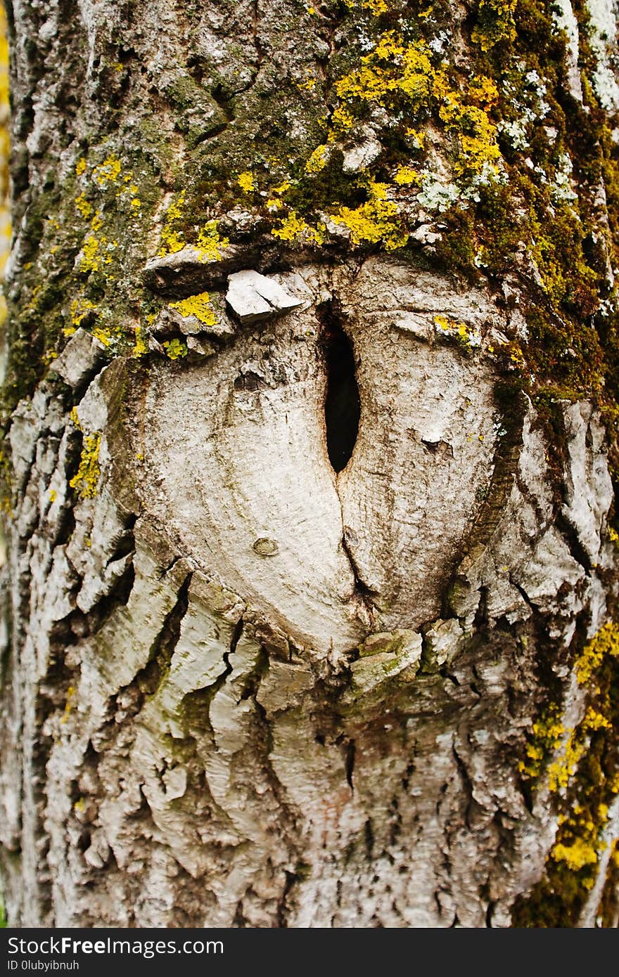 Tree, Woody Plant, Trunk, Leaf