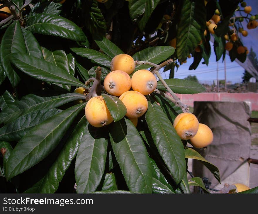 Fruit, Plant, Fruit Tree, Produce