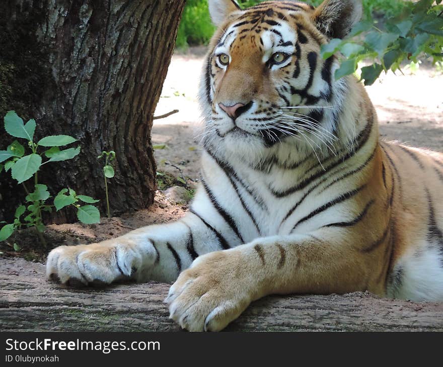 Tiger, Wildlife, Mammal, Terrestrial Animal