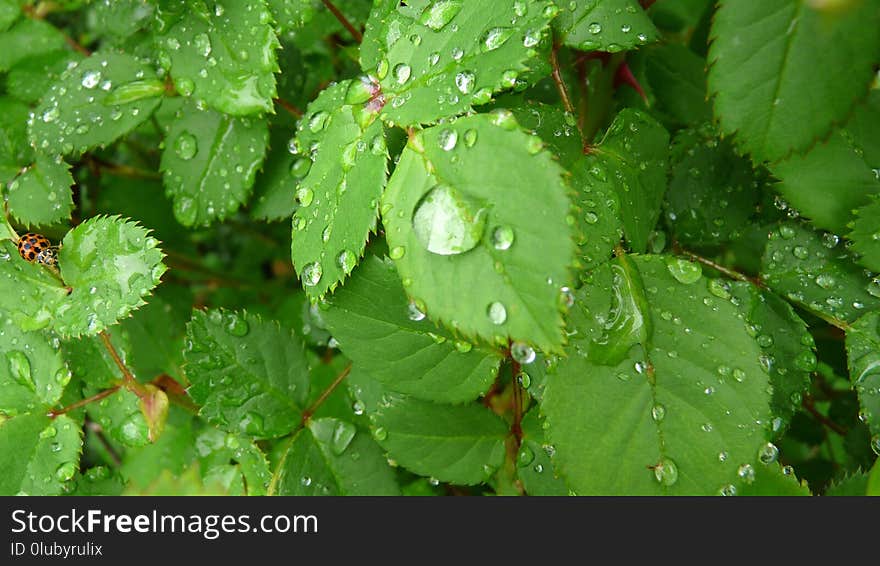 Leaf, Vegetation, Plant, Moisture