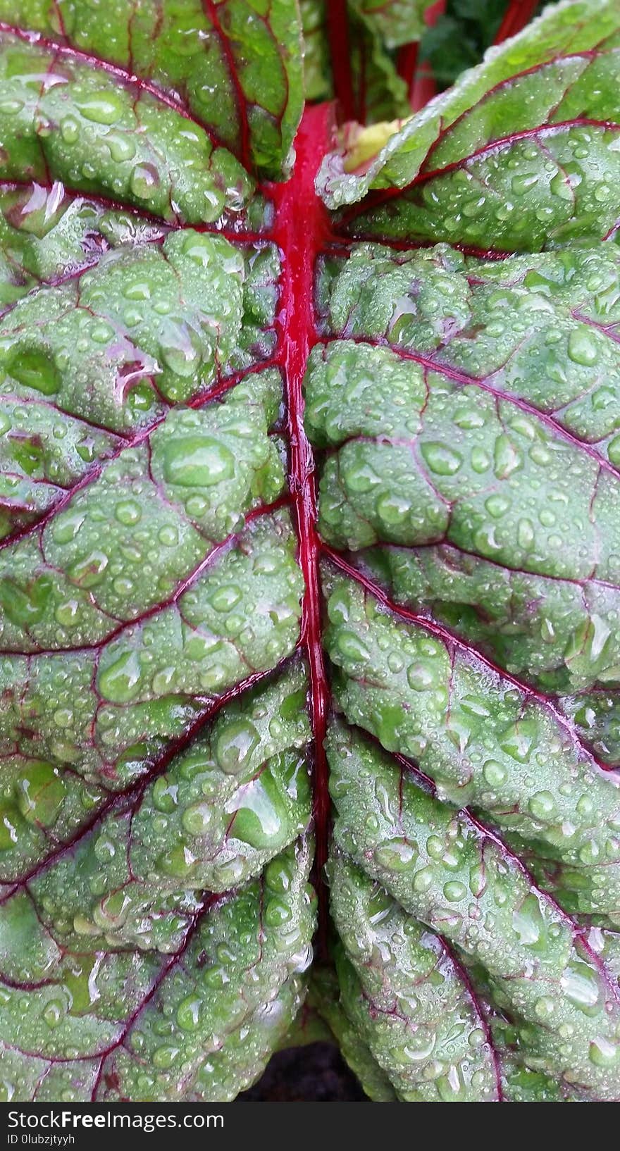 Chard, Leaf, Leaf Vegetable, Plant