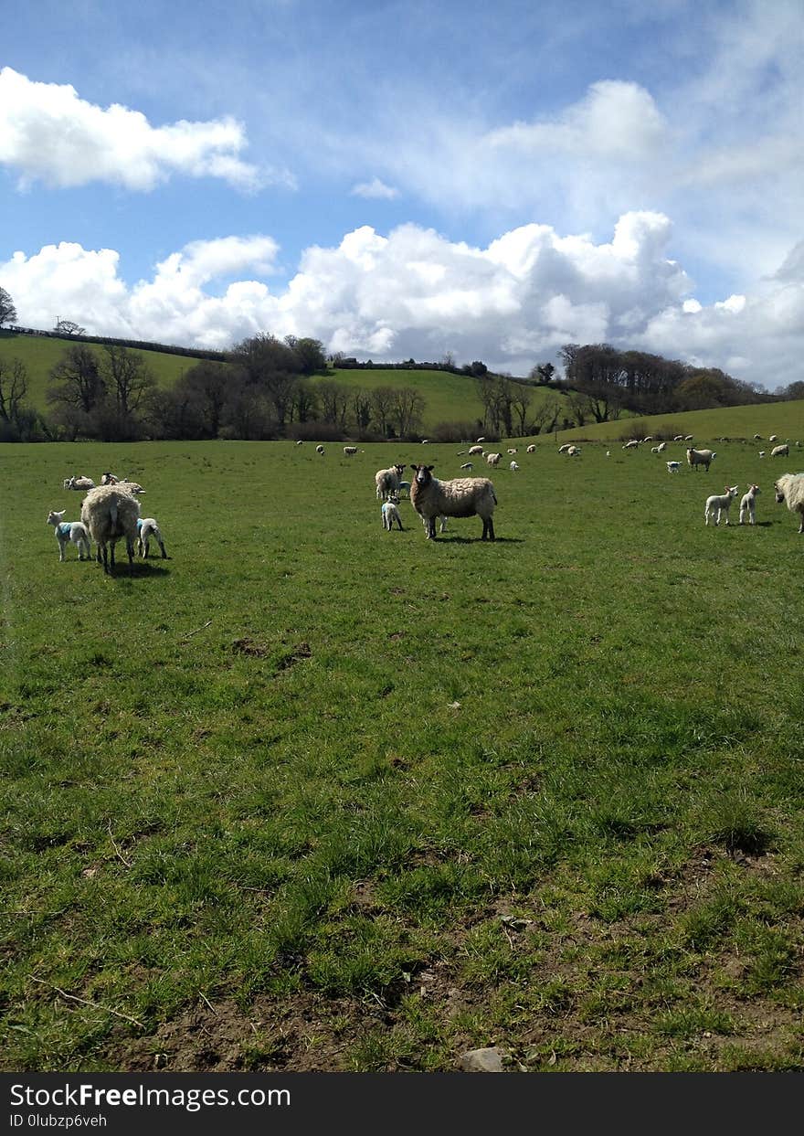 Grassland, Pasture, Grazing, Field