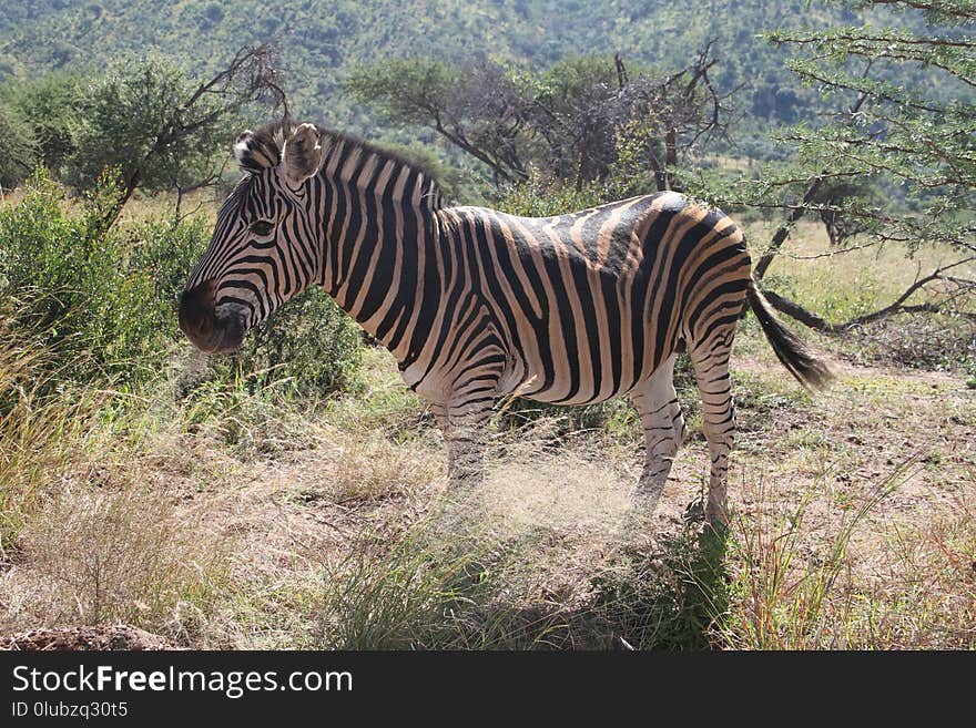 Wildlife, Terrestrial Animal, Zebra, Fauna