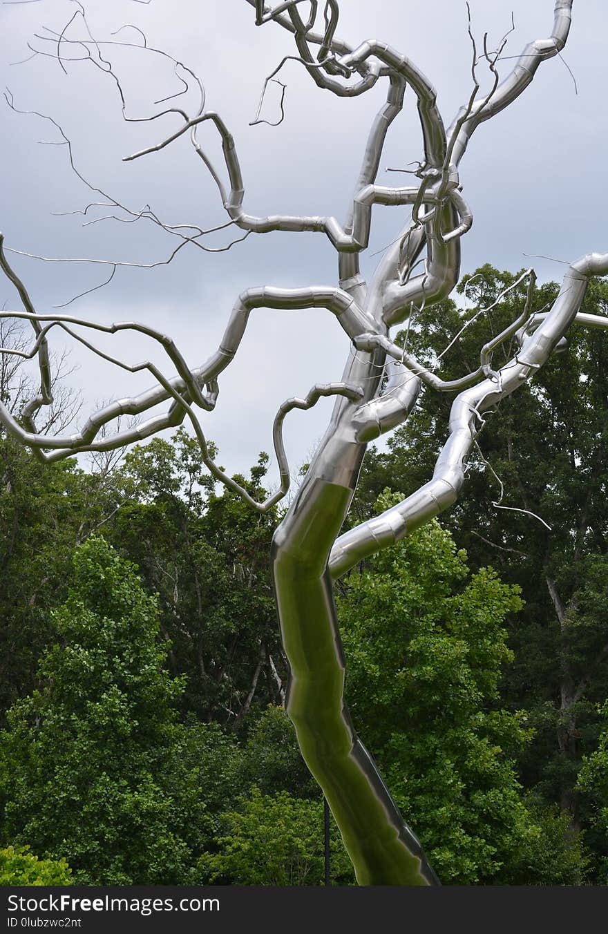 Tree, Branch, Woody Plant, Vegetation