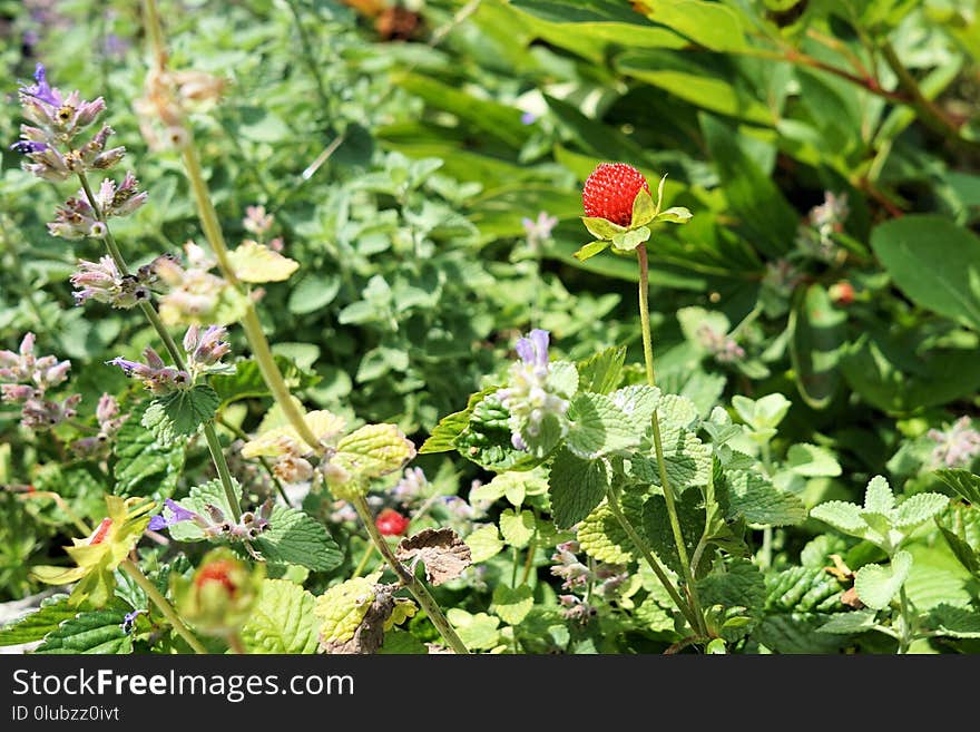 Plant, Flower, Flora, Flowering Plant