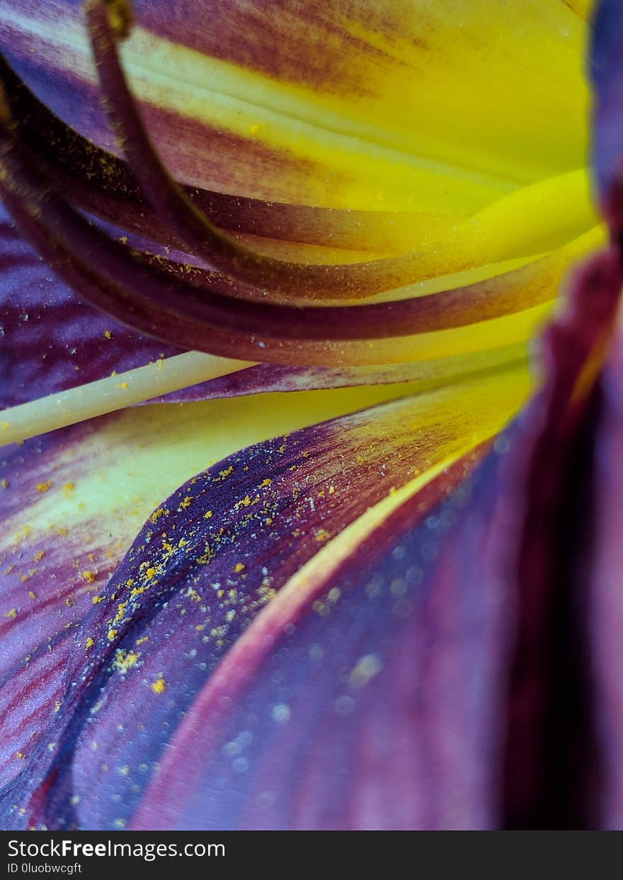 Purple and yellow day lily