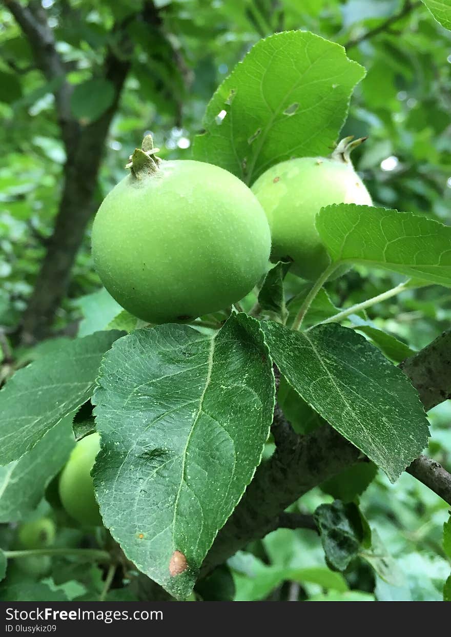 Fruit Tree, Fruit, Leaf, Apple