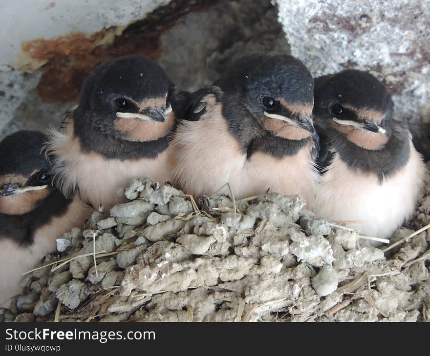 Bird, Fauna, Beak, Perching Bird