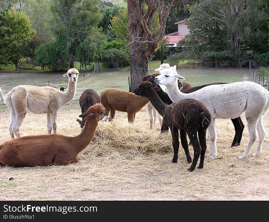 Alpaca, Camel Like Mammal, Llama, Fauna