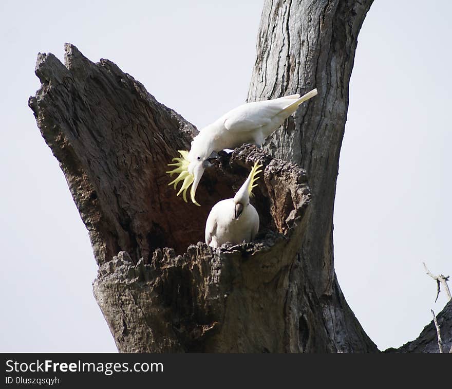 Bird, Fauna, Beak, Bird Of Prey