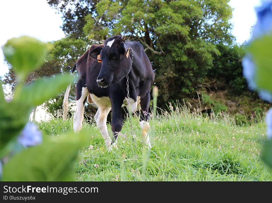 Grass, Pasture, Cattle Like Mammal, Grazing