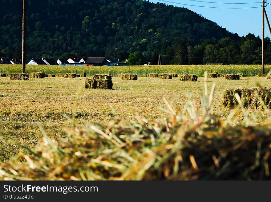 Field, Grass, Farm, Agriculture