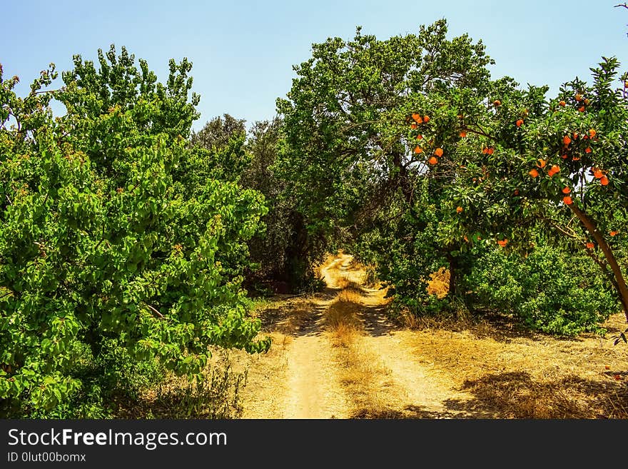 Vegetation, Tree, Ecosystem, Shrubland