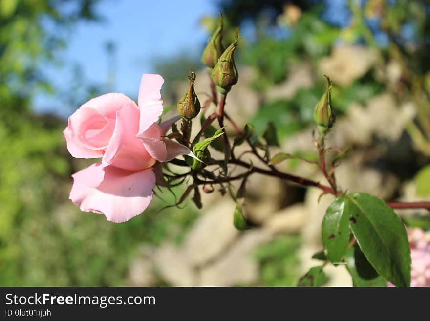 Flower, Plant, Rose Family, Pink