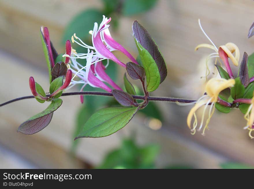 Plant, Flower, Flora, Honeysuckle