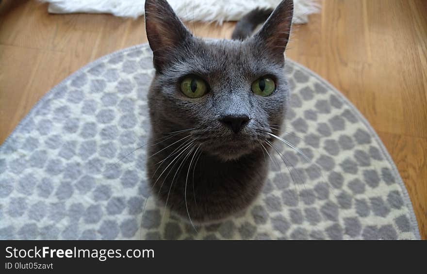 Cat, Small To Medium Sized Cats, Korat, Whiskers