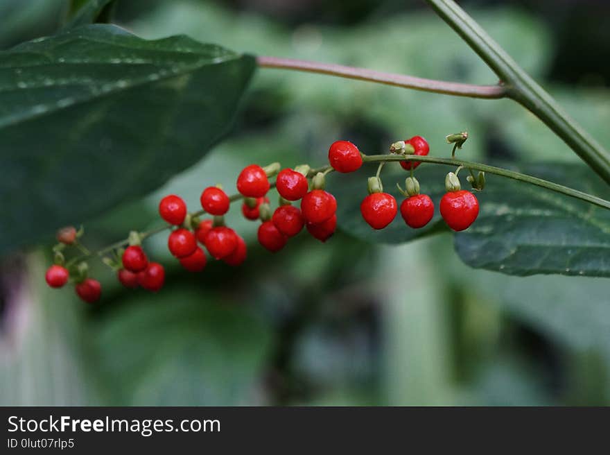 Berry, Aquifoliaceae, Plant, Buffaloberries