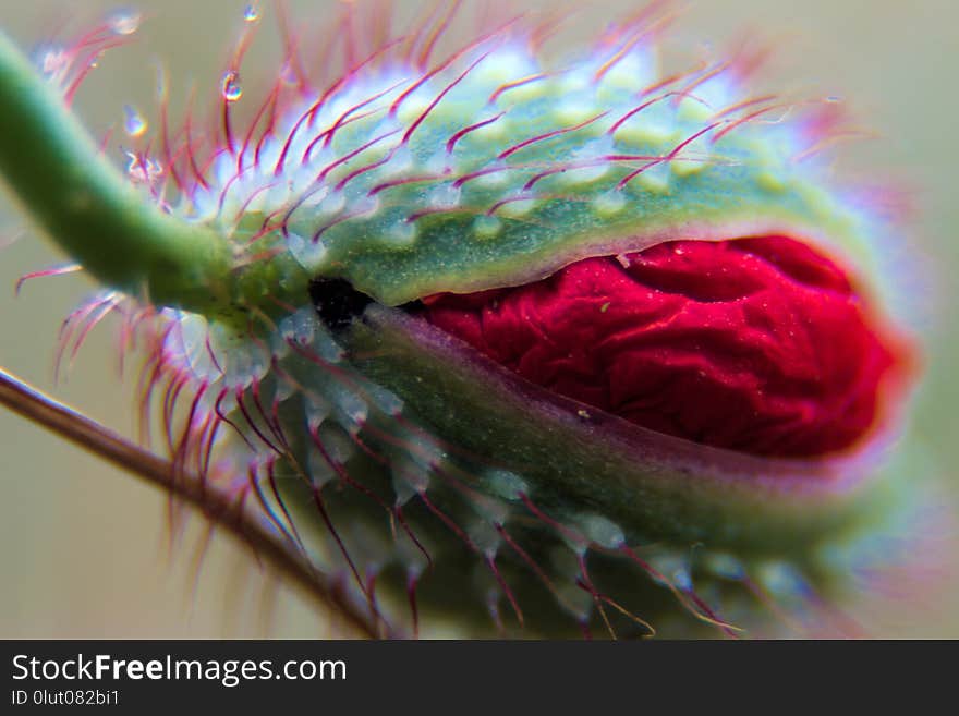 Macro Photography, Close Up, Flora, Insect