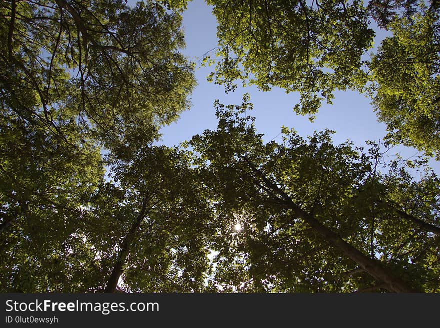 Tree, Sky, Nature, Leaf