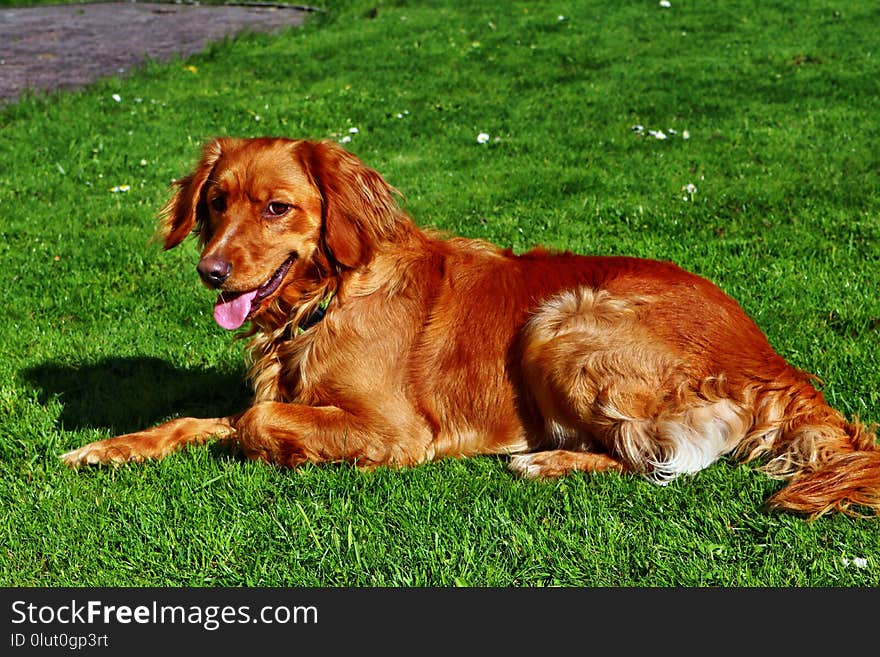 Dog, Dog Breed, Irish Setter, Mammal