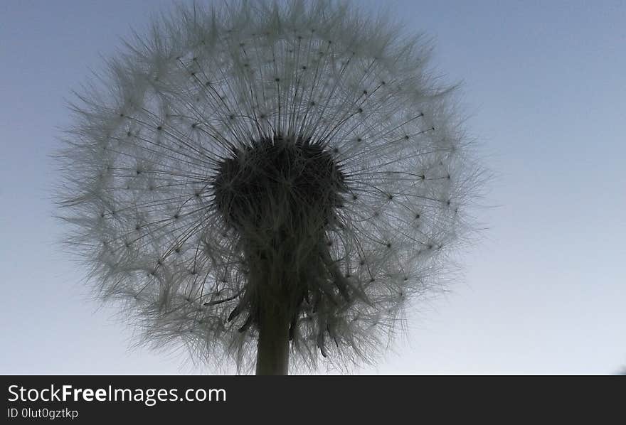 Sky, Dandelion, Flower, Close Up