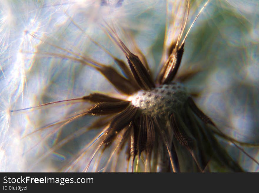 Flora, Flower, Close Up, Macro Photography