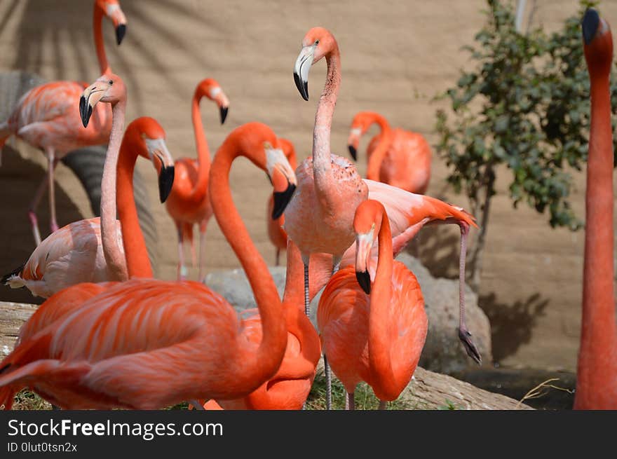 Flamingo, Water Bird, Bird, Beak