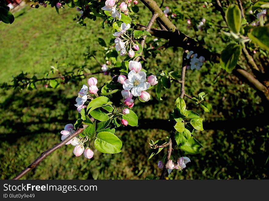 Branch, Plant, Flora, Spring