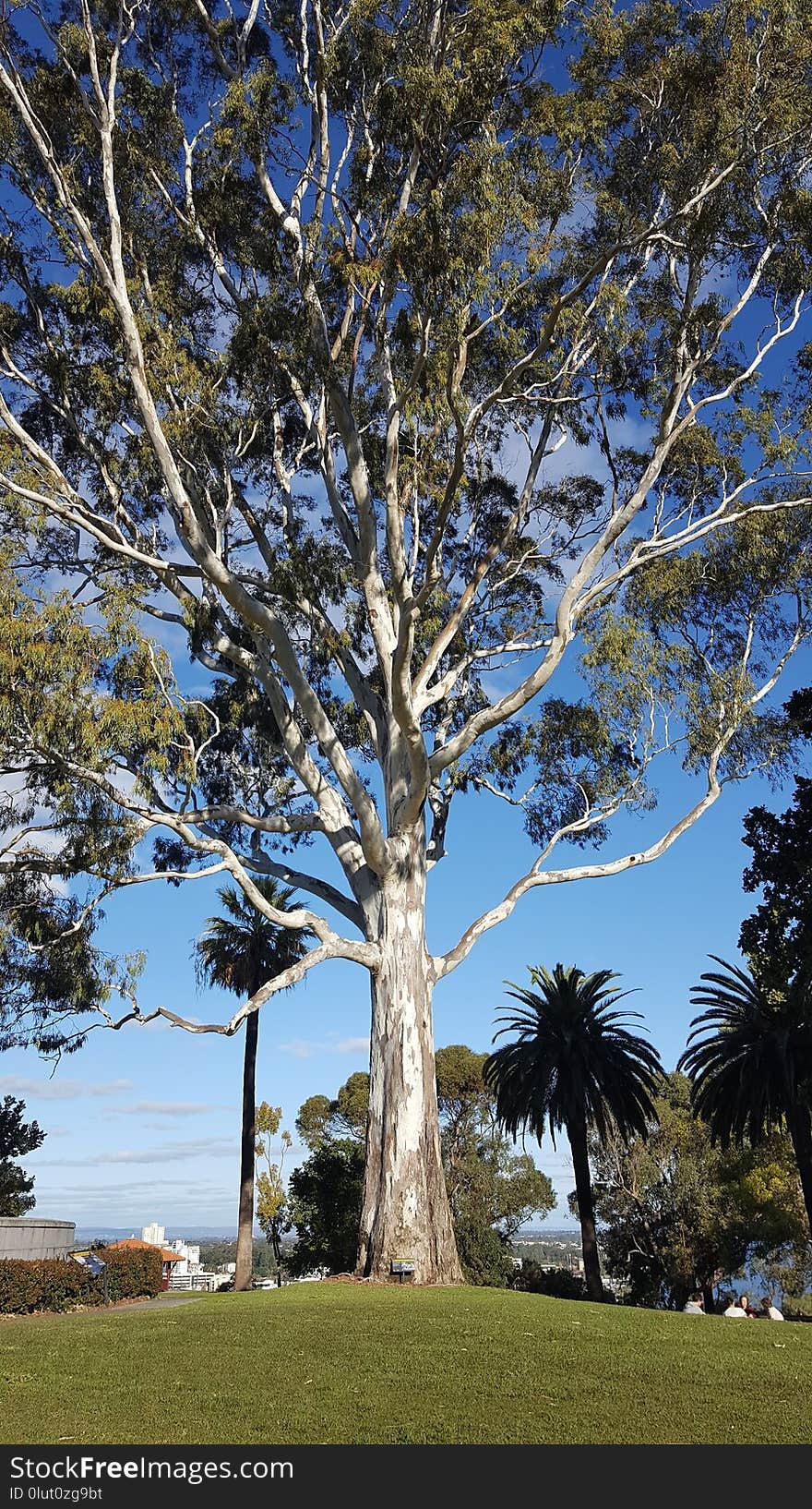 Tree, Woody Plant, Plant, Grove