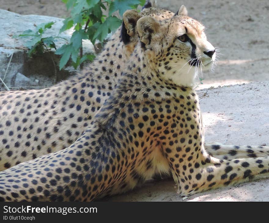 Cheetah, Terrestrial Animal, Wildlife, Big Cats