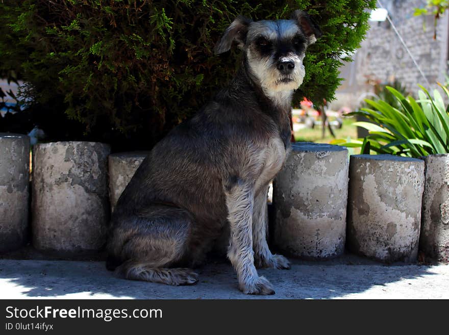 Dog Like Mammal, Dog, Dog Breed, Miniature Schnauzer