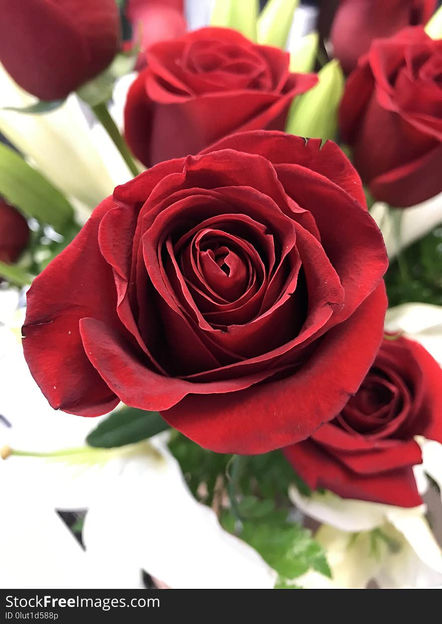 Flower, Rose, Garden Roses, Red