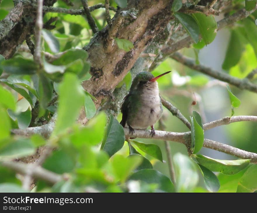 Bird, Fauna, Beak, Branch