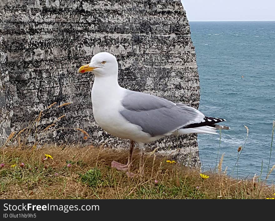 Bird, Gull, Seabird, European Herring Gull
