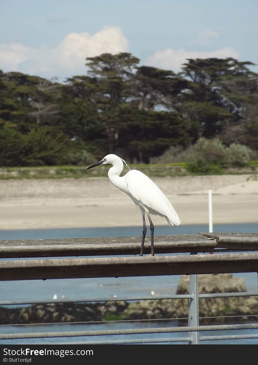 Bird, Fauna, Beak, Shore