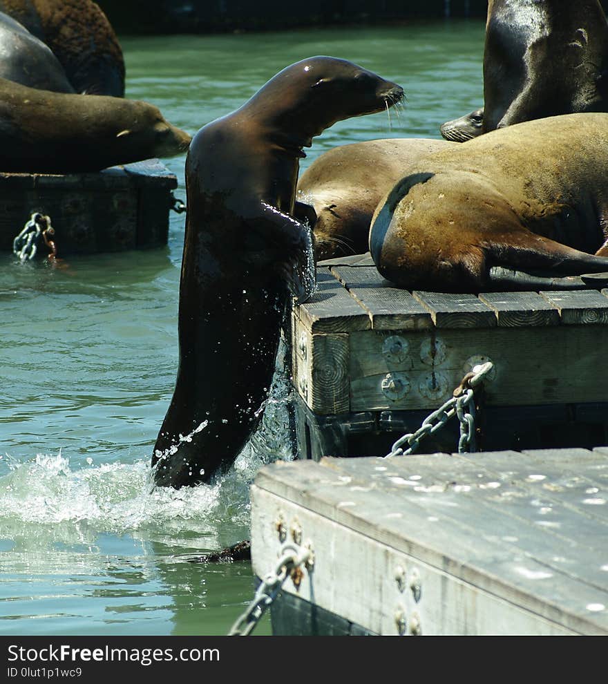 Seals, Fauna, Water, Mammal