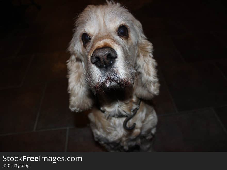 Dog, Dog Like Mammal, Dog Breed, Spaniel