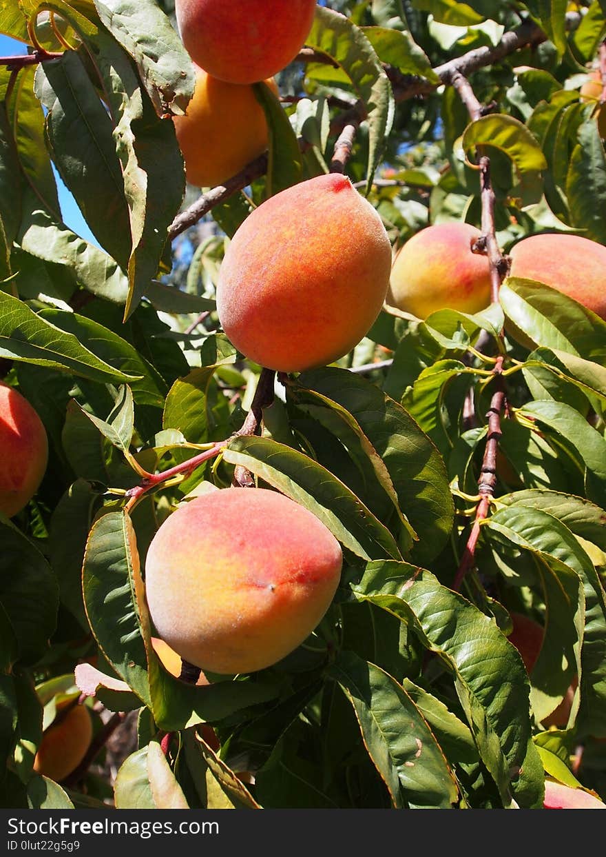 Fruit, Peach, Fruit Tree, Produce