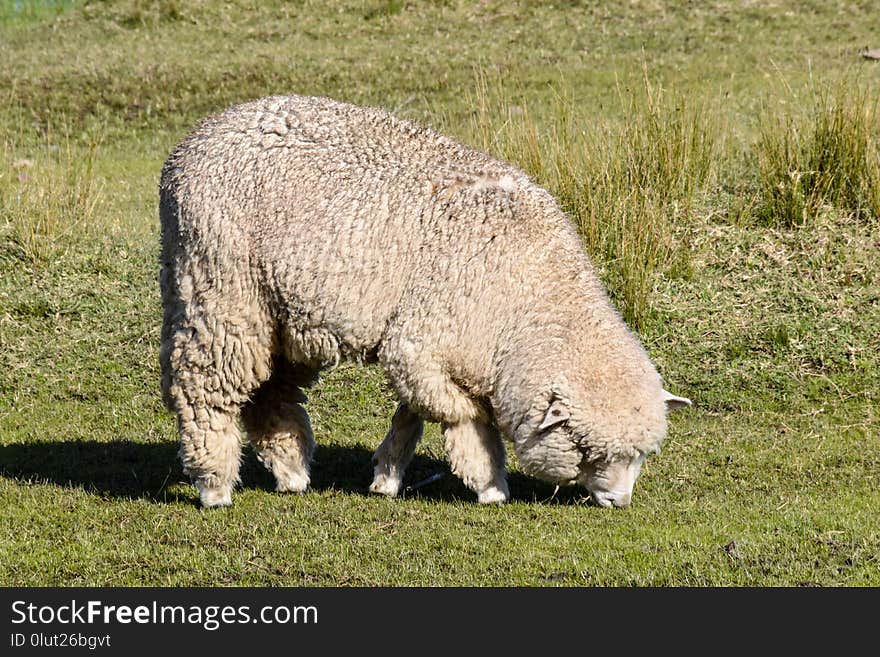 Fauna, Grass, Terrestrial Animal, Grassland