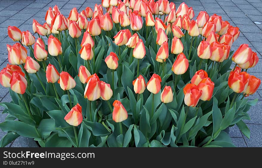 Flower, Plant, Flowering Plant, Tulip