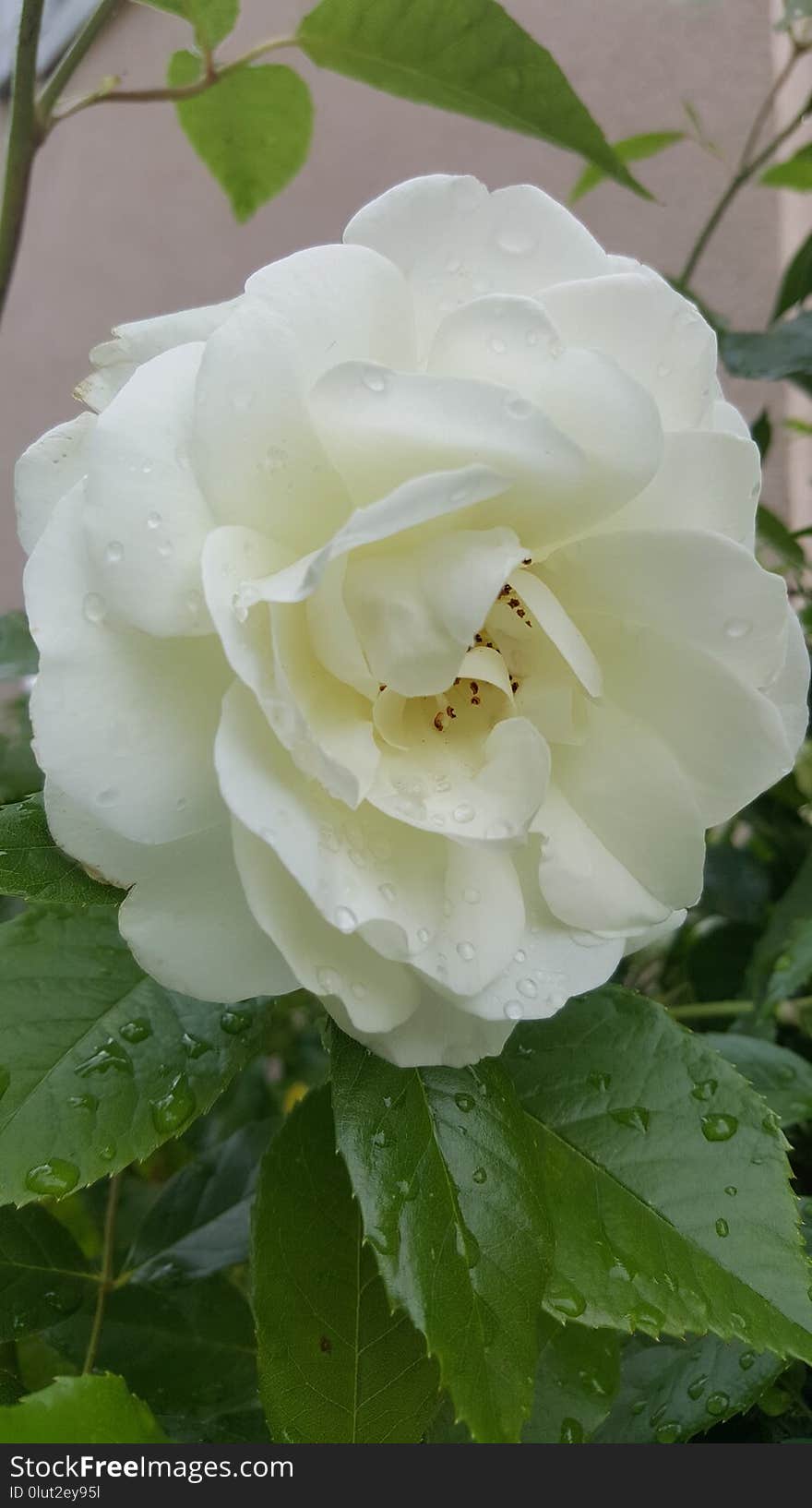 Flower, Rose, White, Rose Family