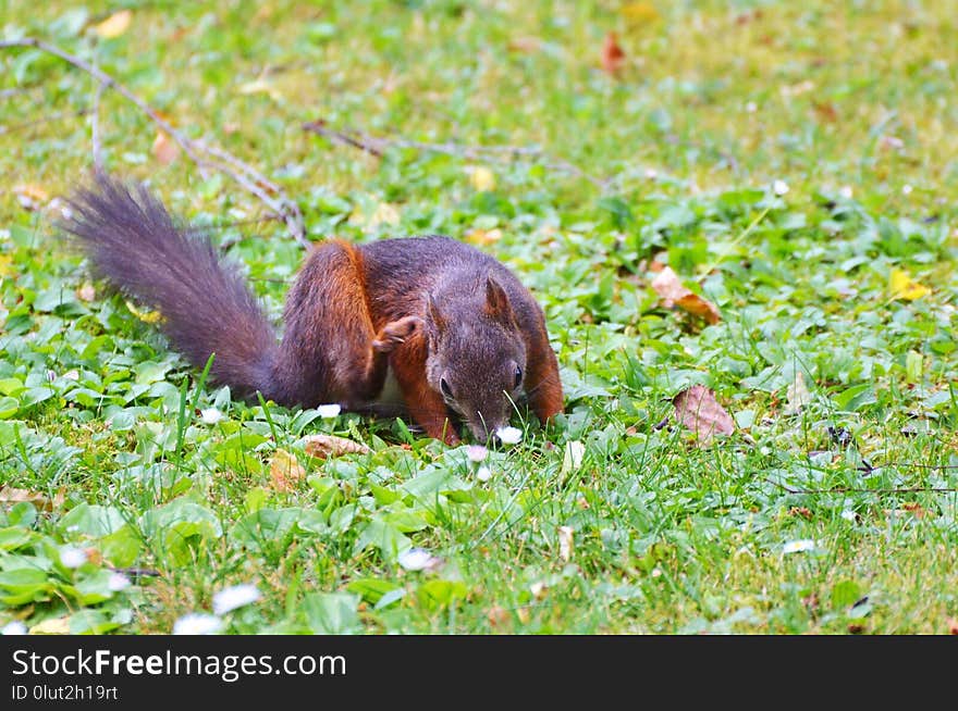 Squirrel, Fauna, Mammal, Grass